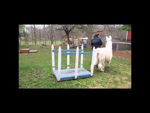 how to take care of a llama