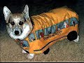vERY fUNNY dOGS 2 vERY fUNNY dOGS 2