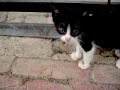 Yavru Kedi