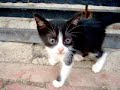 Yavru Kedi