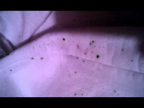 how to dissolve algae