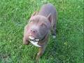 How Does It Feel, Pit Bull Video