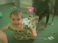 Lustige Hunde.mp4