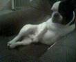 Ayton petit bouledogue français en pleine action!!!