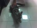 MeowMeow is horny!!