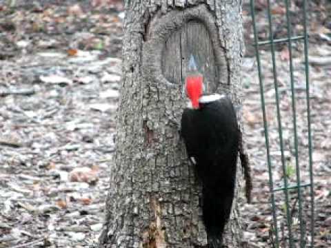 Woody Woodpecker