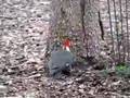 Woody Woodpecker