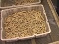 visiting-village-roasted-peanut-factory-pahang-malaysia.html