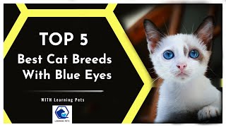 5 Best Cat Breeds With Blue Eyes In The World
