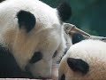 Lun Lun and Mei Lan - Zoo Atlanta