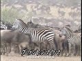 croc vs million zebra and gnu