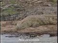Croc vs Million Zebra and Gnu