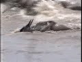 croc vs million zebra and gnu