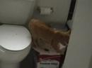 fake-poop-party-pooper-funny-dog-toy.html