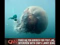 huge huge huge Jellyfish omg its real ?