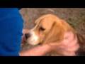 videos de Buy Wise Inspections