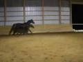 videos de Minnie Trotting