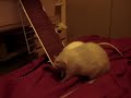 The kids out for their evening run.  Stupid me forgot to push the bed right back against the headboard and poor Fidget fell thru.  Bad mommy!!