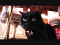 Cat Pictures