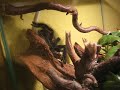 Birdspider