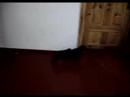 Manchester Terrier video