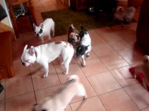 depart de calimero pour la begique.wmv