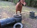 My friend jump lungeing... My friend jump lungeing...