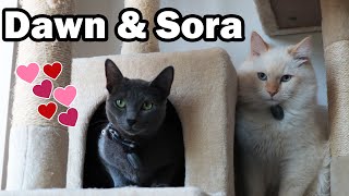 MEET MY CATS : Dawn and Sora | Russian Blue & Siberian Kittens