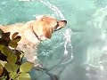 Crazy Swimming dog