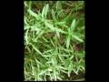 Herban Meadows - Eastern Carolina Organics