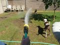 Alapaha Blue Blood Bulldog vs. Water 2