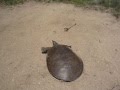 SUPER FAST TURTLE