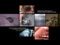 videos de INTERVERSUS. Historias Cruzadas