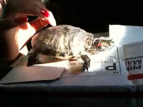 Watch 'Dancing Turtle'