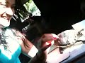 Tortuga bailando
