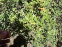 Wilderness Survival Quiz - ID these berries