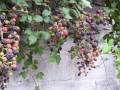 Crónica Tiempo de MORAS el fruto de la zarzamora