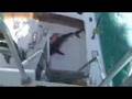 aruba shark you tube