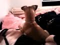 little dog talking
