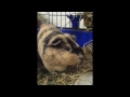 Bröschi2.wmv