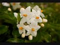 Herbs and Flowers for Love