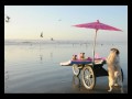 PUG - DOG WALKS LIKE PEOPLE