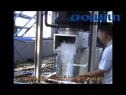 how to plant ice plant
