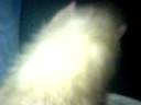 ferret sleeping ferret sleeping
