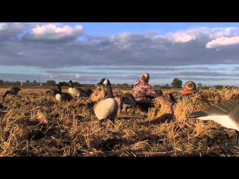 how to harvest down from a goose