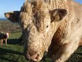 Recoil the Bull.... Recoil the Bull....