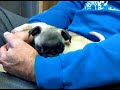 marley on my dad's lap