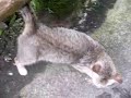 Cats in Bicol Cats in Bicol