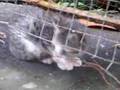 Cats in Bicol