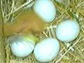 Pullo Ibrido di Pappagalli Inseparabili Manele-Gratis.net